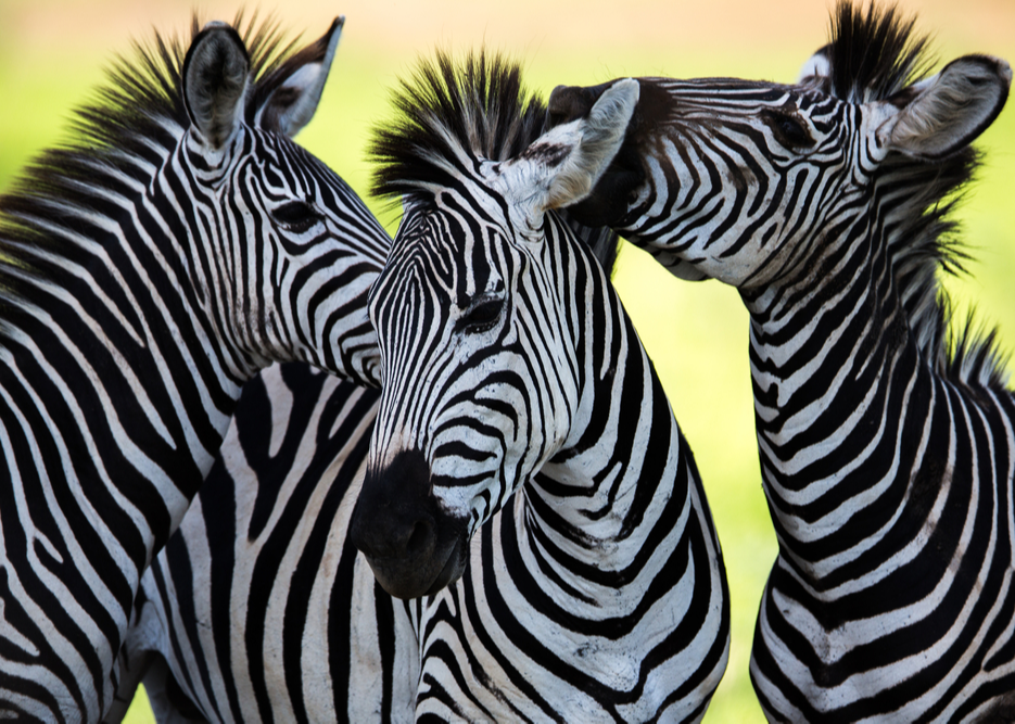 Africa